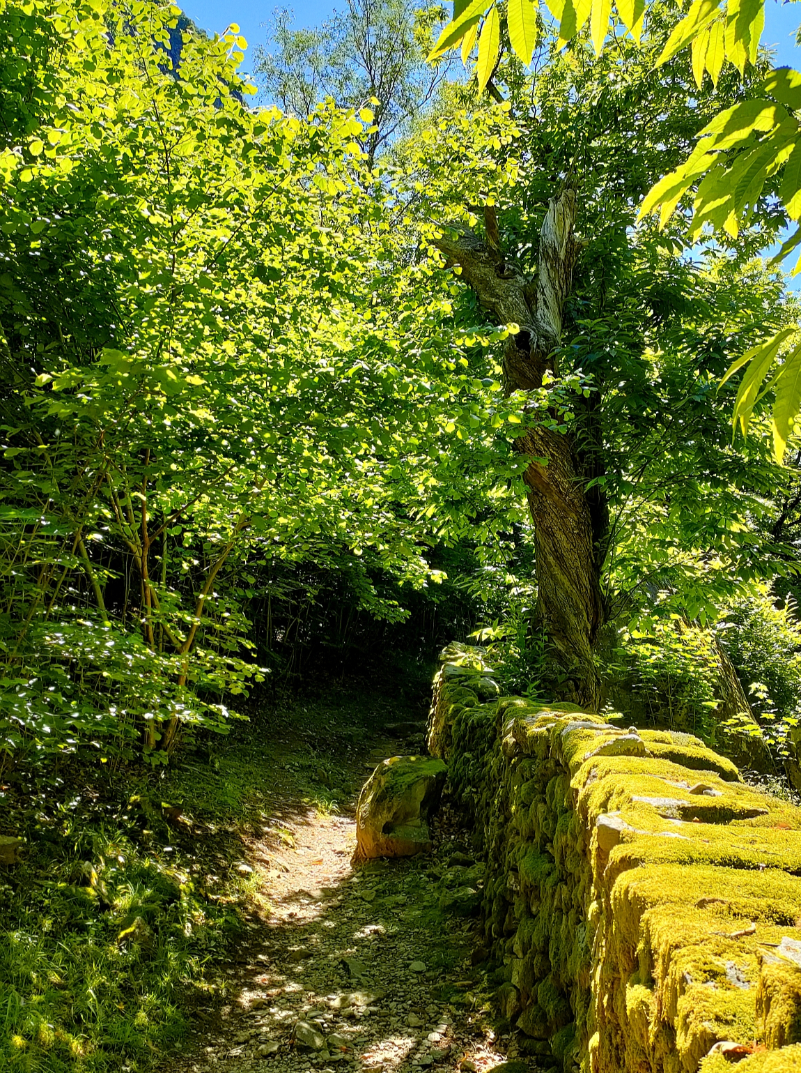 Bavona Valley guided tour